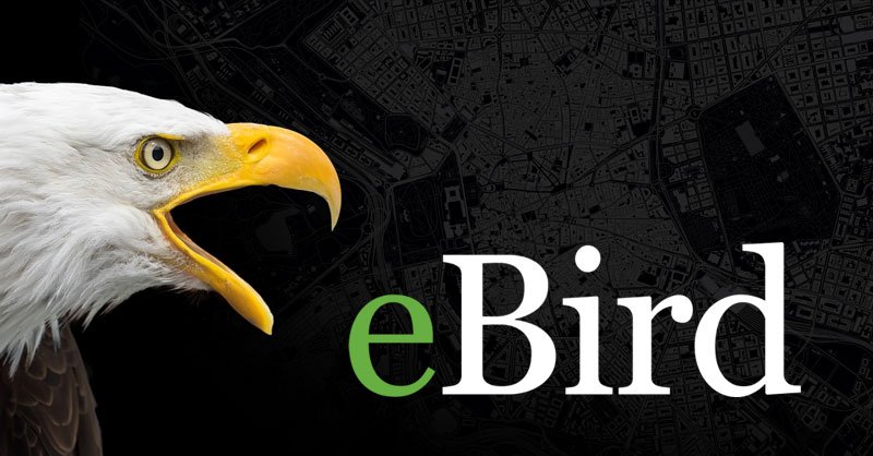eBird