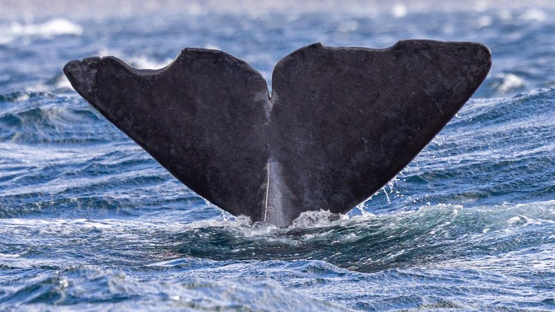 HappyWhale